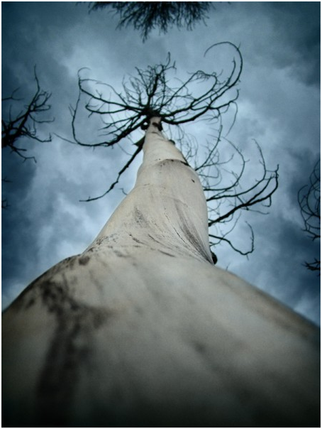 Fine Art Prints