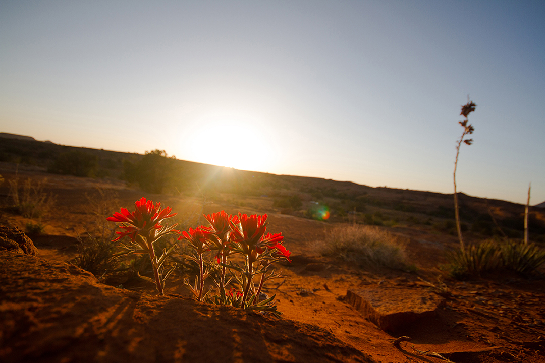 Photograph of flowers at sunrise in Canyonlands National Park Utah